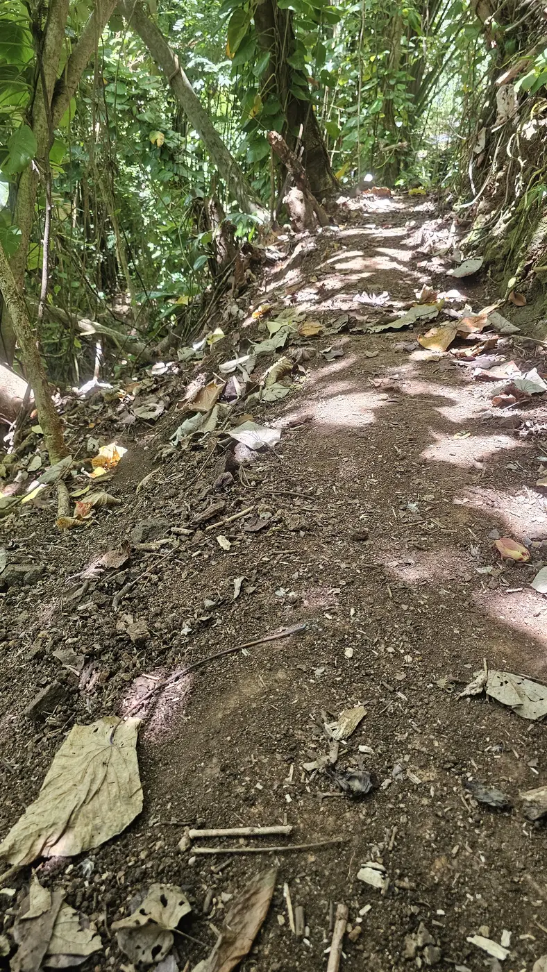Worn, uneven trail tread