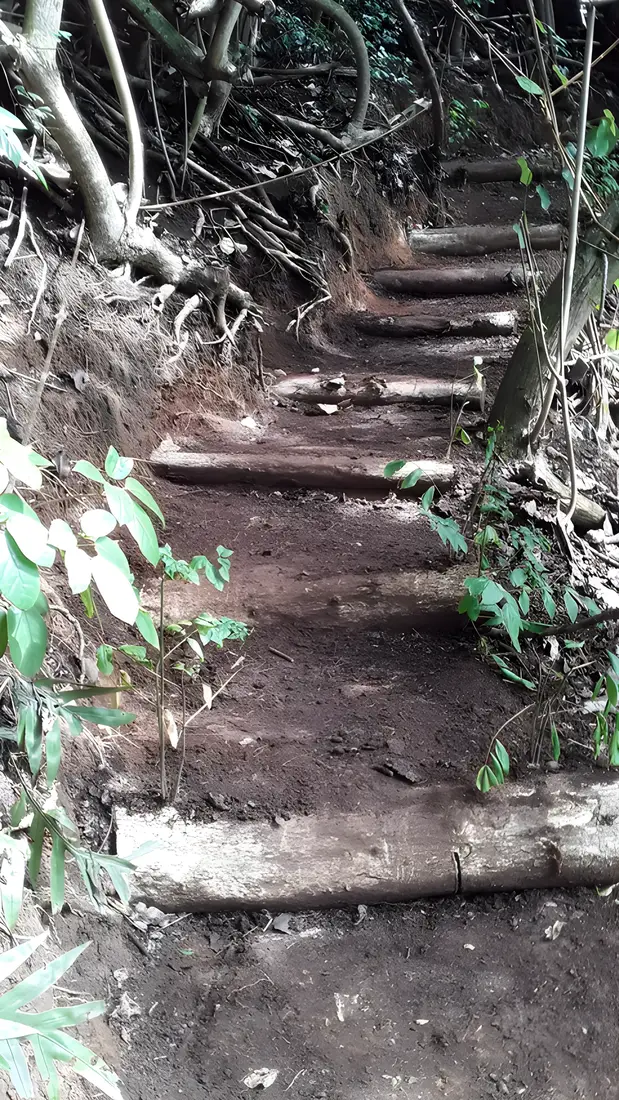 A run of log crib steps climbing a steep jungle trail