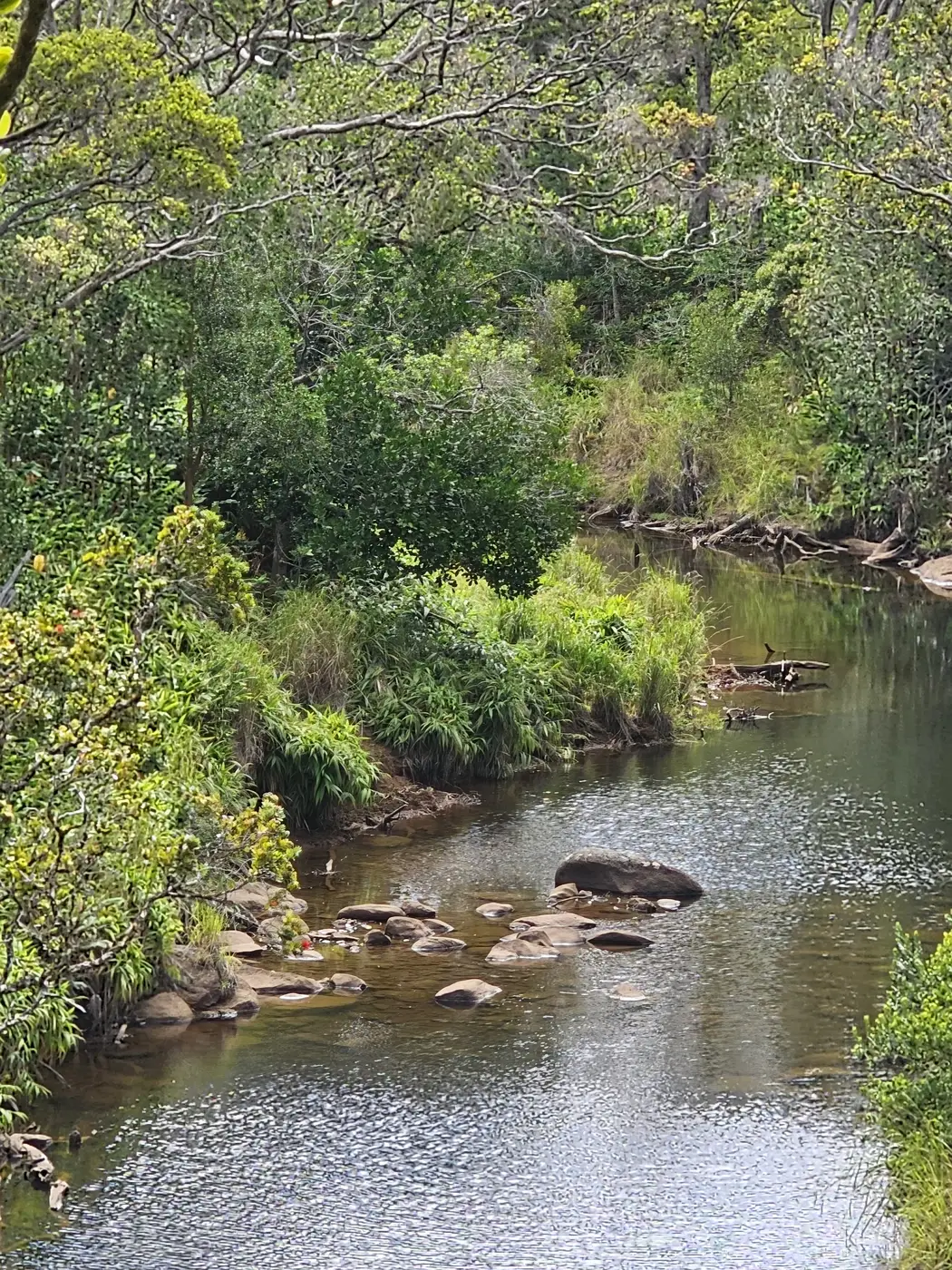 A quiet stream winding through a green jungle gorge below a waterfall