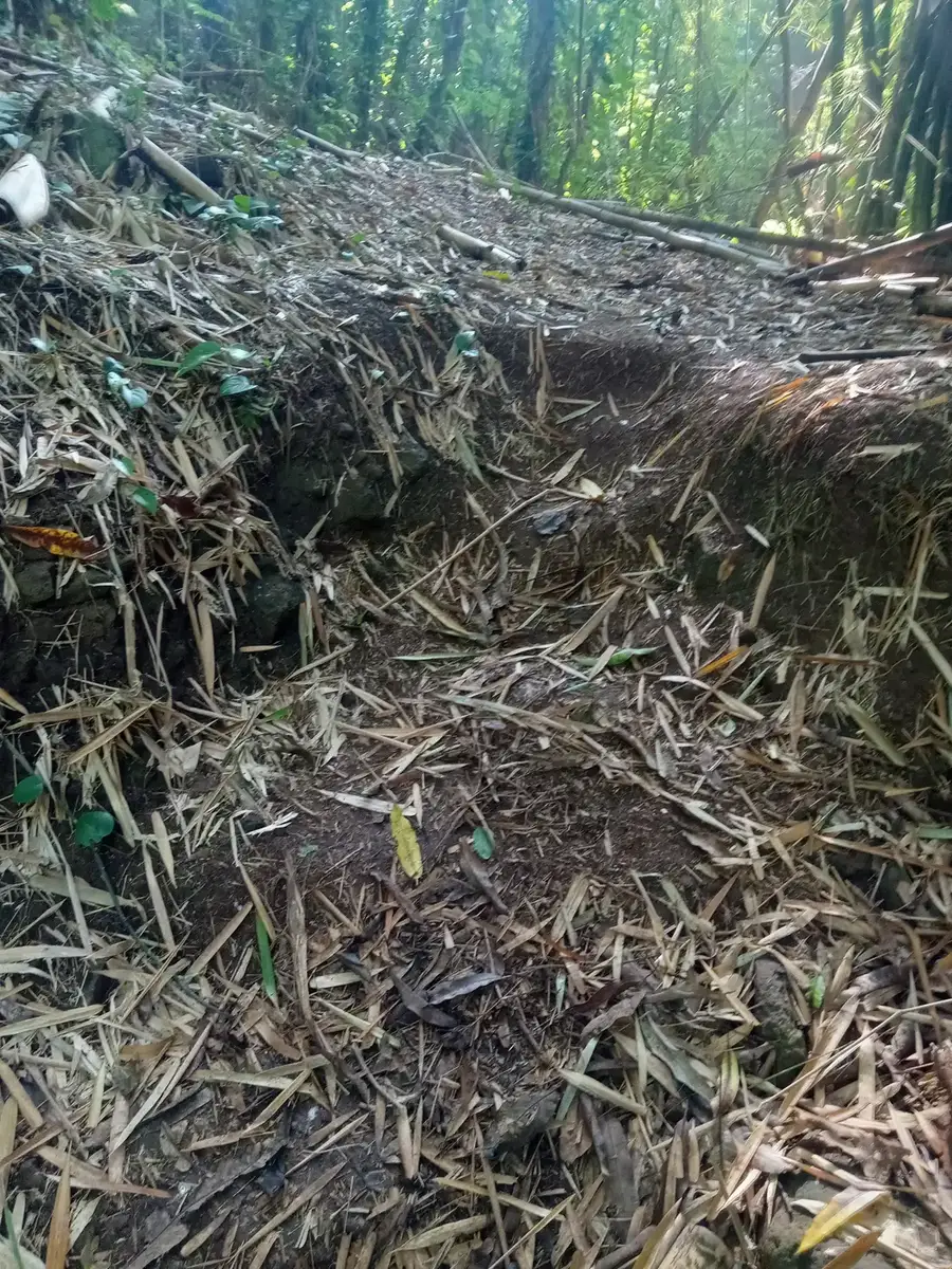 A slope buried in fallen bamboo and debris before trail work