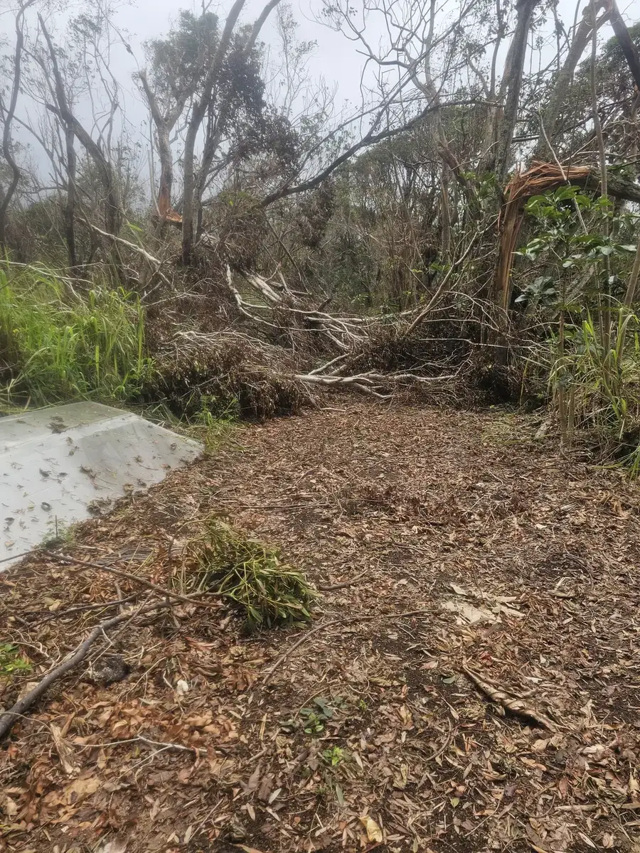 A trail area covered in broken branches and storm debris after high winds